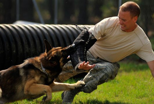 Shield K9 Dog Training